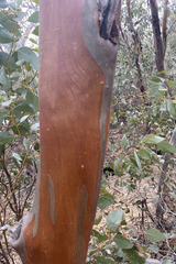 Eucalyptus behriana