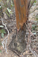 Eucalyptus behriana