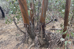 Eucalyptus behriana