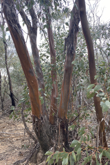 Eucalyptus behriana