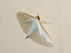 Palpita austrounionalis