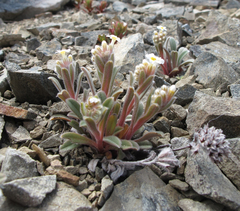 Myosotis traversii traversii