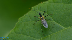 Sphedanolestes impressicollis