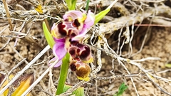 Ophrys scolopax