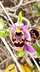 Ophrys scolopax