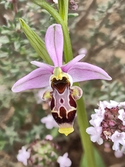 Ophrys scolopax