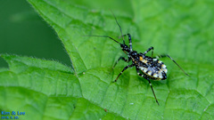 Sphedanolestes impressicollis