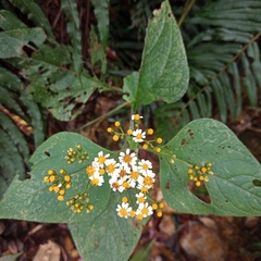 Alloispermum integrifolium