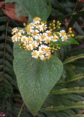 Alloispermum integrifolium
