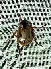 Anomala testaceipennis