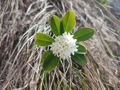 Daphne blagayana