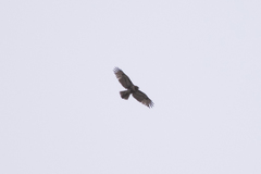 Buteo jamaicensis