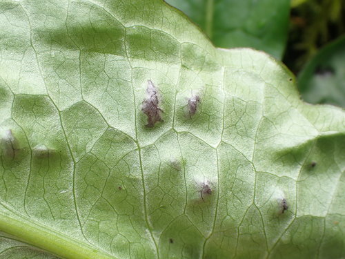 Spermosporina aricola