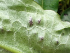 Melanustilospora ari