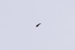 Tachycineta thalassina