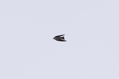 Tachycineta thalassina