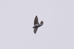 Tachycineta thalassina