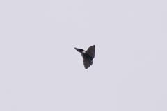 Tachycineta thalassina