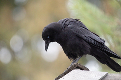 Corvus brachyrhynchos