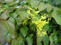Epimedium × perralchicum