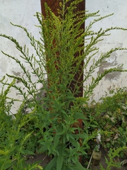 Solidago canadensis