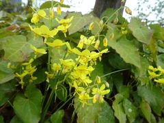 Epimedium × perralchicum