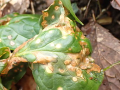 Melanustilospora ari