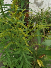 Solidago canadensis