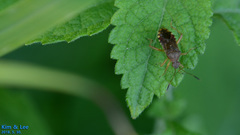Rhopalus sapporensis