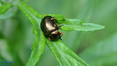 Chrysolina aurichalcea