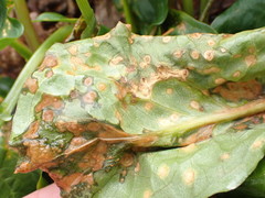 Melanustilospora ari