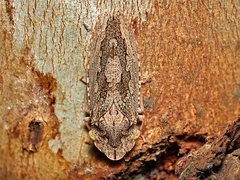 Stenocotis depressa
