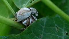 Episomus turritus