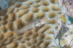 Ecsenius yaeyamaensis