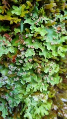 Pseudocyphellaria homoeophylla