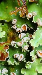 Pseudocyphellaria homoeophylla