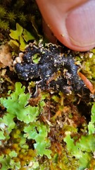 Pseudocyphellaria homoeophylla