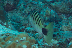 Lutjanus semicinctus