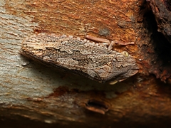 Stenocotis depressa