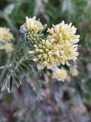 Anthyllis barba-jovis