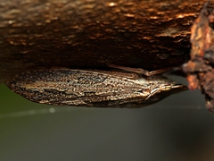 Stenocotis depressa
