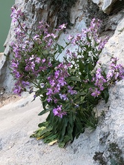 Matthiola sinuata