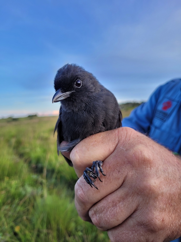 Fülleborn's Boubou photo