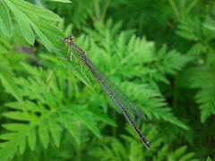 Paracercion v-nigrum