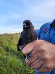 Laniarius fuelleborni