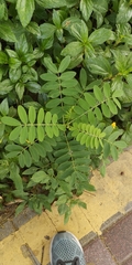 Senna surattensis