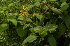 Crassocephalum montuosum