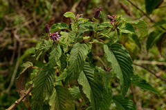 Coleus goetzenii