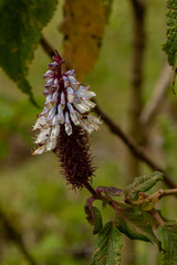 Coleus goetzenii