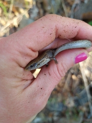 Chalcides bedriagai